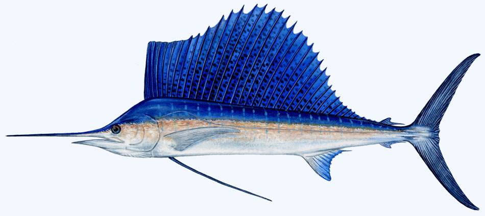 冬至養(yǎng)生：常吃魚(yú)、維D可防老人黃斑變性